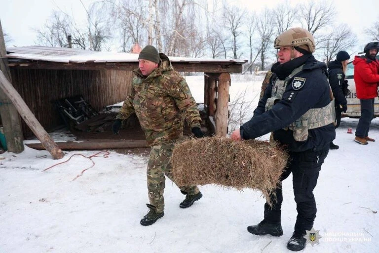 Порятунок під прицілом ворожих дронів: коней зі Старосалтівської громади перевозять до Харкова