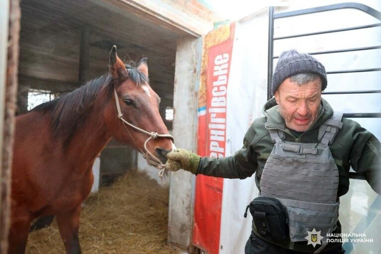 Порятунок під прицілом ворожих дронів: коней зі Старосалтівської громади перевозять до Харкова