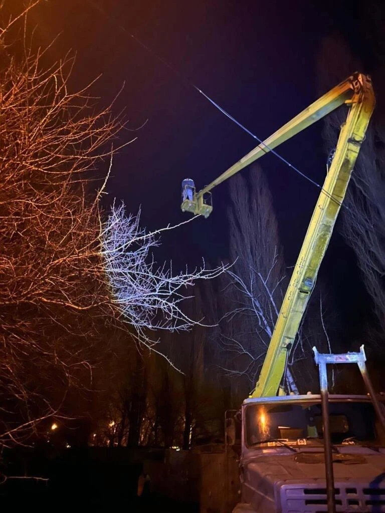 У Харкові провели складну операцію з порятунку домашньої кішки з верхівки тополі