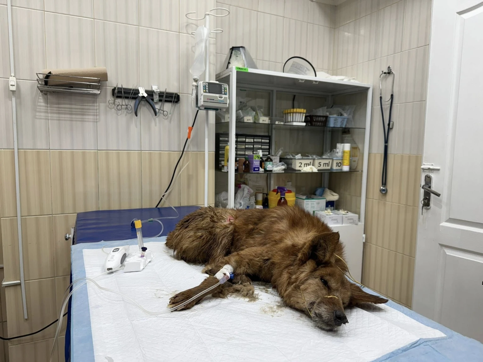Харківські ветеринари борються за життя собак, врятованих із вогню в Новобаварському районі